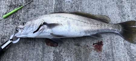 ショアジギング