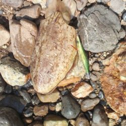 アオリならずコウイカ