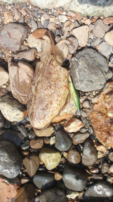 アオリならずコウイカ