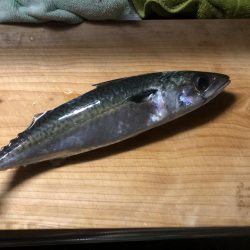 ショアジギとナイトゲーム