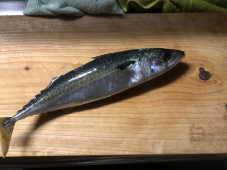 ショアジギとナイトゲーム