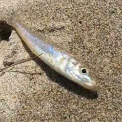 ちょい投げキス釣り