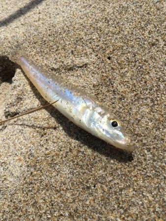 ちょい投げキス釣り