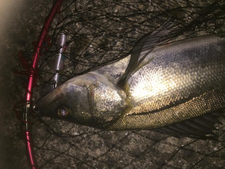 太バチにょろにょろ