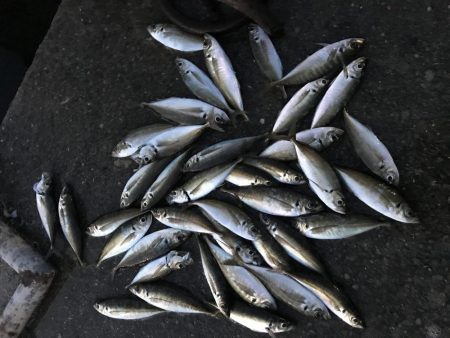 令和遠征アジング爆釣