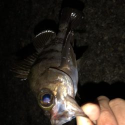 アジ祭り時々メバル