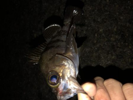 アジ祭り時々メバル