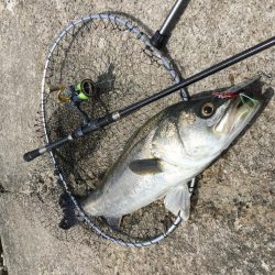 春のランカーシーバス