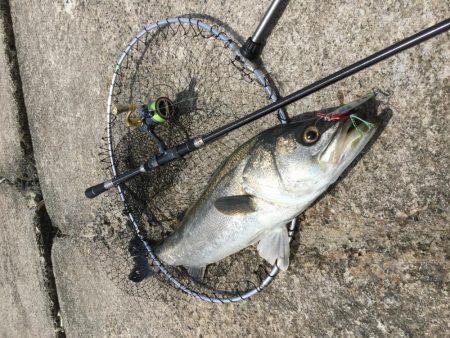 春のランカーシーバス