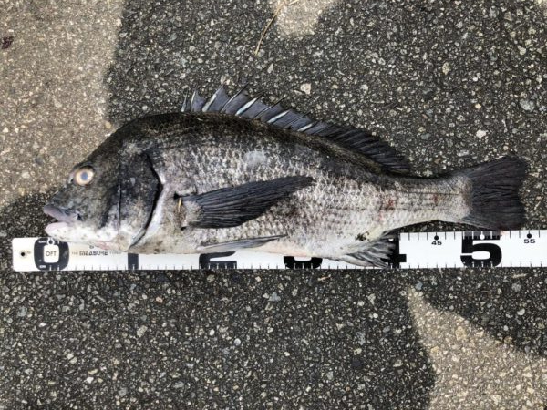 イチノ兄弟、釣果！