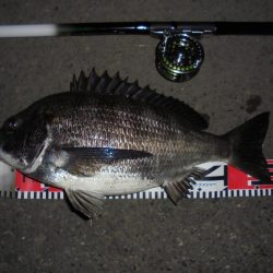 前打ち・初クロダイ