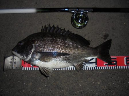 前打ち・初クロダイ