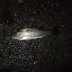 サイズが、、、、、