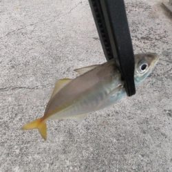 久々のアジング