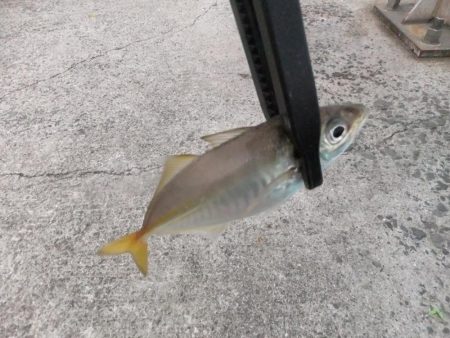 久々のアジング