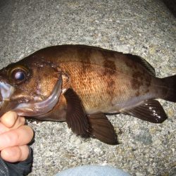 メバリングからのアジング