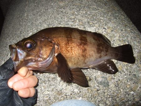 メバリングからのアジング