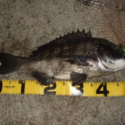 アジ・メバル狙いからチヌ・シーバス狙いへ