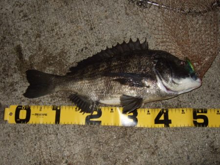 アジ・メバル狙いからチヌ・シーバス狙いへ