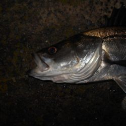 サクッとヒット♪