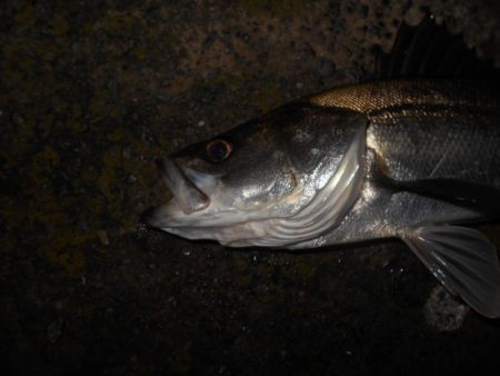 サクッとヒット♪