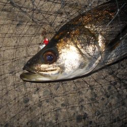 日没後にパタパタとヒット