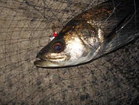 日没後にパタパタとヒット