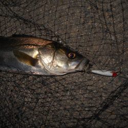 北風が吹けばテトラ際が狙い目？