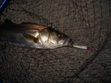 北風が吹けばテトラ際が狙い目？