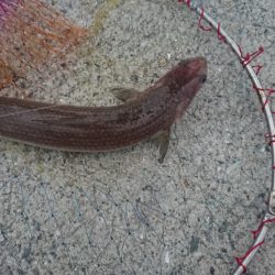 呑ませエソのみ