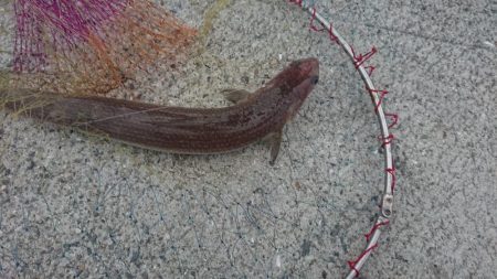 呑ませエソのみ