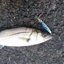 令和初フィッシュ!!