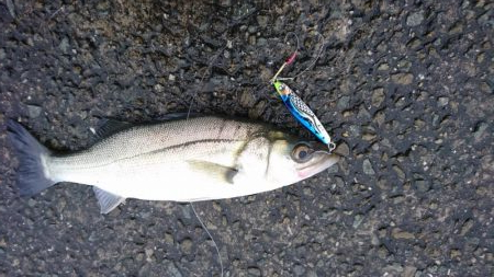 令和初フィッシュ!!