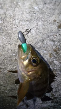 久しぶりにメバリング