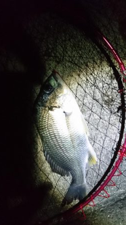 シーバス釣りでも結果は(-_-)