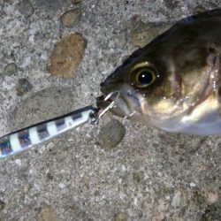 癒しのメバリング