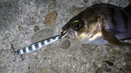 癒しのメバリング