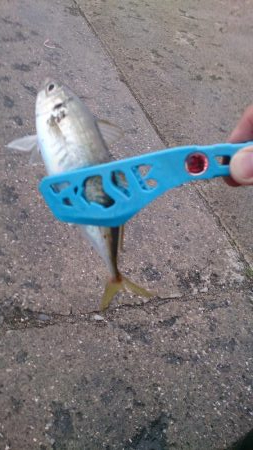 久しぶりのアジ