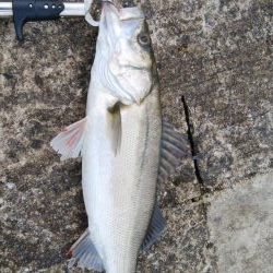 やっと今年初のシーバス