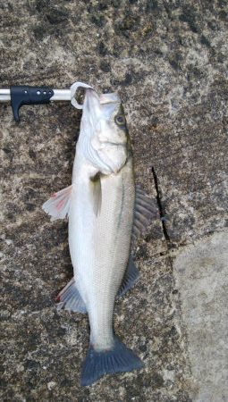 やっと今年初のシーバス