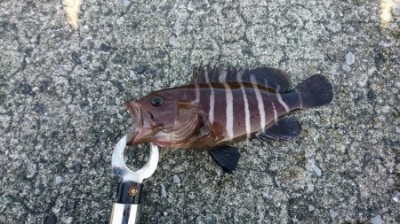 ショアジギング