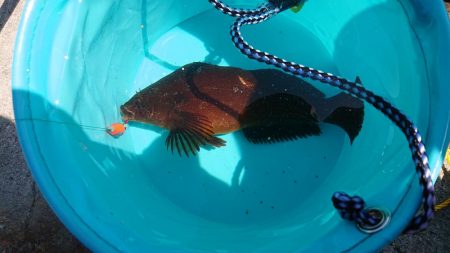 小島漁港でビックなクジメ！！！