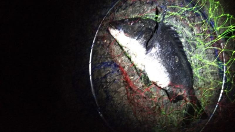 またもや友人のみクロダイ