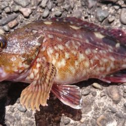 平日の野島堤防でカサゴ探訪