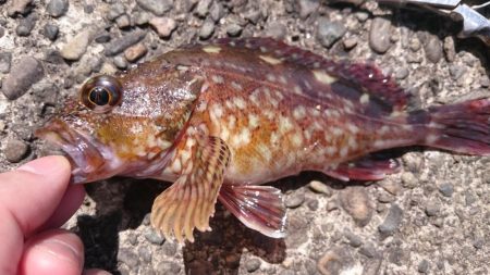 平日の野島堤防でカサゴ探訪