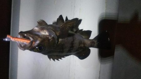 メバル×1 ガシラ×12