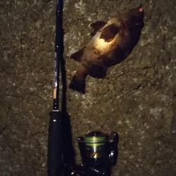 メバリングにまさかの・・・