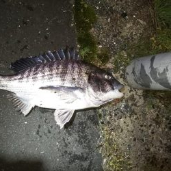 初のチニング釣果