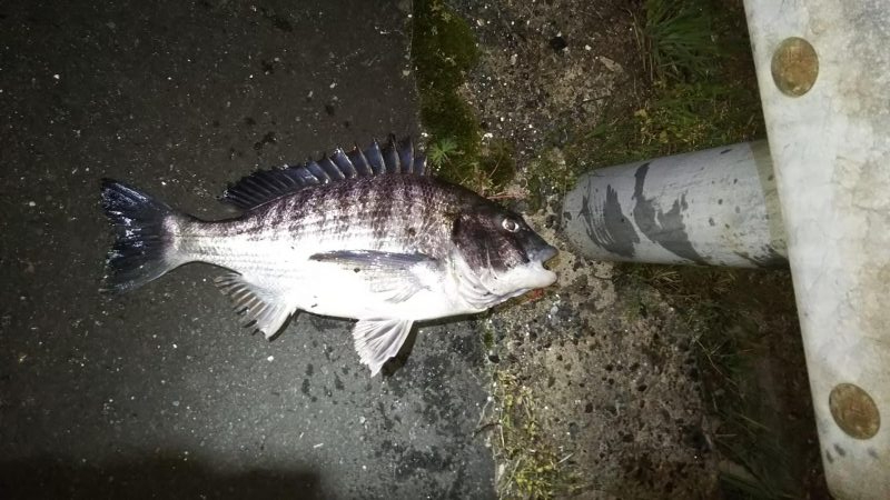 初のチニング釣果