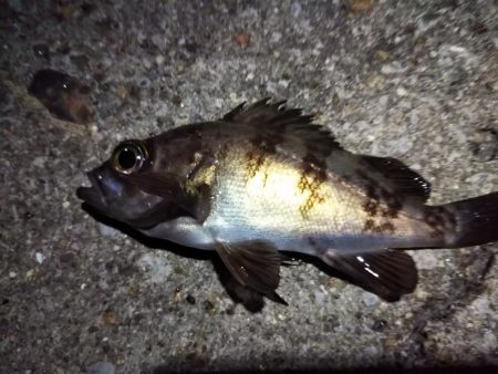 終盤メバリング